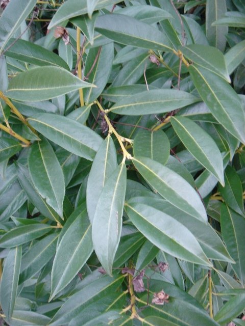 Prunus laurocerasus 'Zabelliana' P1B